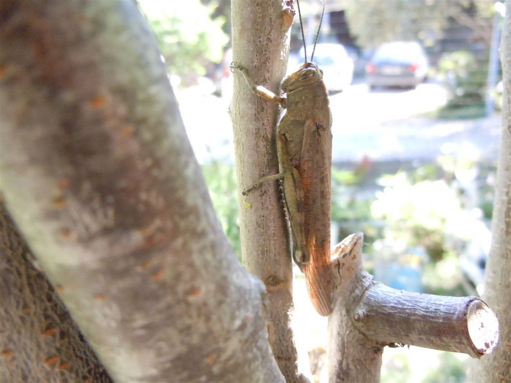 Anacridium aegyptium?? S